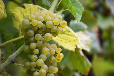 Slavnosti v&iacute;na na z&aacute;mku