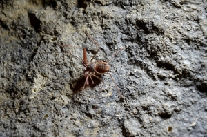 Nov&yacute; druh v zoo: Ani pavouk, ani &scaron;t&iacute;r, ale bičovec!