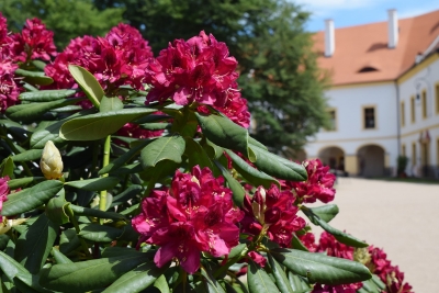 V&iacute;t&aacute;n&iacute; l&eacute;ta na z&aacute;mku