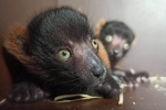 Zoo hl&aacute;s&iacute; dal&scaron;&iacute; odchov: Dvojčata kriticky ohrožen&yacute;ch vari červen&yacute;ch