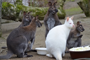 Klokan&iacute; babyboom v děč&iacute;nsk&eacute; zoo!