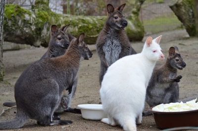 Klokan&iacute; babyboom v děč&iacute;nsk&eacute; zoo!