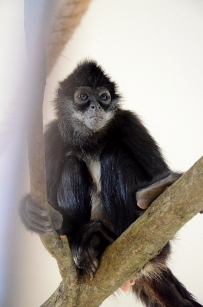 &Scaron;kol&aacute;ci mohou ve čtvrtek do zoo zdarma!