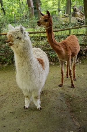 Lamy alpaky dostaly letn&iacute; sestřih