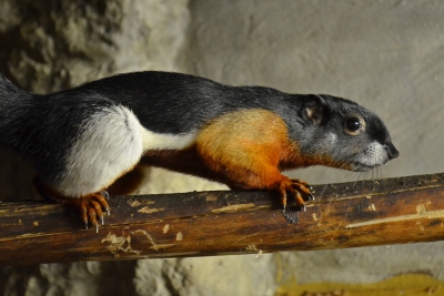 Dal&scaron;&iacute;m př&iacute;růstkem v děč&iacute;nsk&eacute; zoo je tropick&aacute; veverka