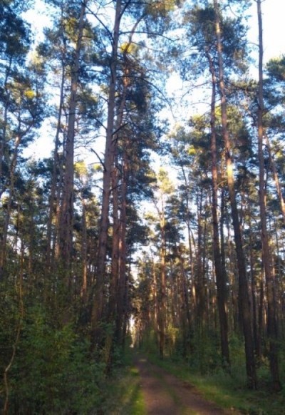 Nař&iacute;zen&iacute; o dočasn&eacute;m vyloučen&iacute; vstupu do lesů