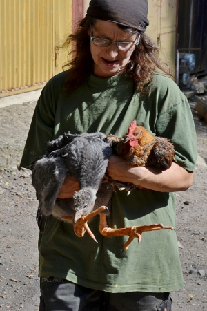 Odchov č&aacute;ji obojkov&eacute; se podařil d&iacute;ky obyčejn&yacute;m slepic&iacute;m