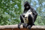 Zoo Děč&iacute;n hl&aacute;s&iacute; odchov roku!