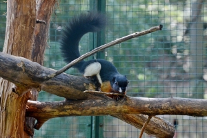 Zoo Děč&iacute;n rozmnožila veverky Pr&eacute;vostovy