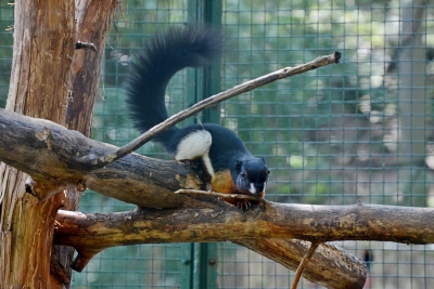 Zoo Děč&iacute;n rozmnožila veverky Pr&eacute;vostovy