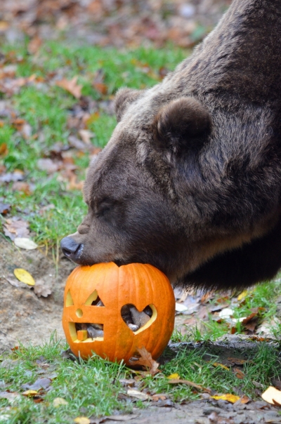 Zoo připravila pro zv&iacute;řata d&yacute;ňov&eacute; hody