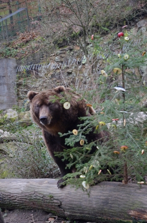 O&scaron;etřovatel&eacute; připravili v&aacute;nočn&iacute; nad&iacute;lku pro zv&iacute;řata v zoo