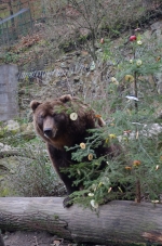 O&scaron;etřovatel&eacute; připravili v&aacute;nočn&iacute; nad&iacute;lku pro zv&iacute;řata v zoo