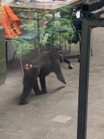 Uprchl&iacute;k ze zoo: Nov&yacute; chovn&yacute; makak postavil Děč&iacute;n do pozoru
