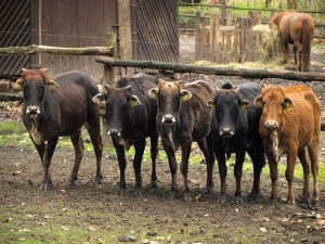 Zoo přichystala soutěž na podzimn&iacute; pr&aacute;zdniny