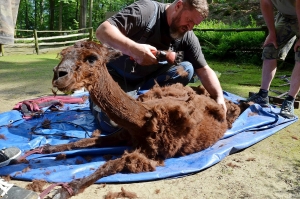 Lamy alpaky dostaly letn&iacute; sestřih