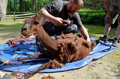 Lamy alpaky dostaly letn&iacute; sestřih