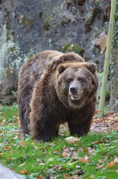 Konec medvědů grizzly v Čech&aacute;ch: V Zoo Děč&iacute;n uhynula posledn&iacute; samice