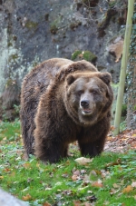 Konec medvědů grizzly v Čech&aacute;ch: V Zoo Děč&iacute;n uhynula posledn&iacute; samice